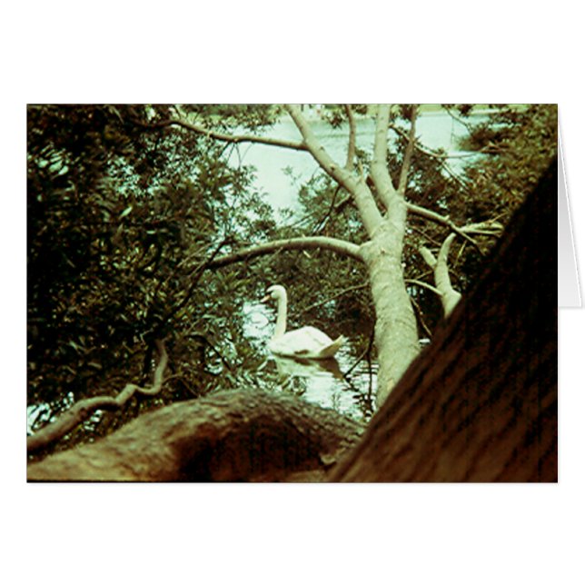 Card - Majestic Swan (Front Horizontal)
