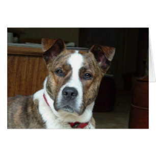 Card: Noble Dog