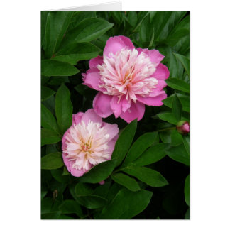 card - Pair of 2-toned Pink Peonies