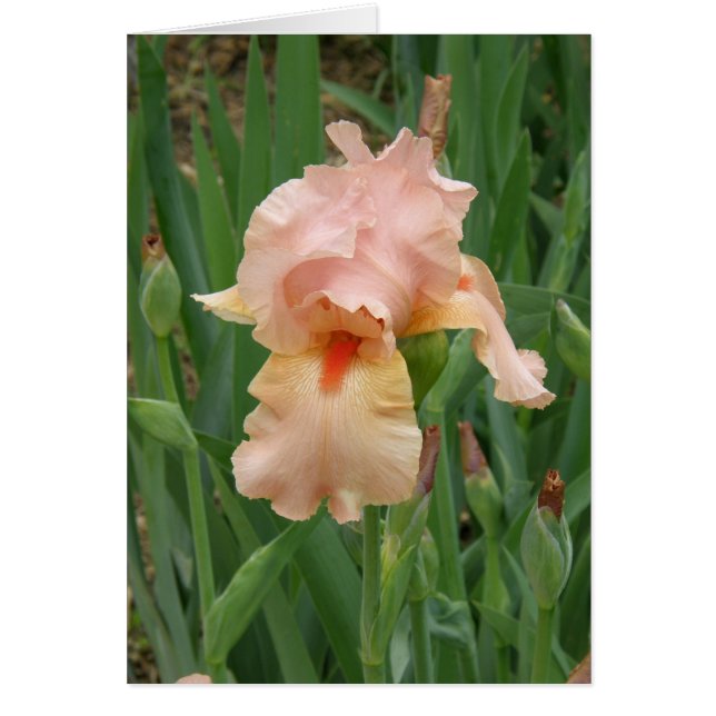 card - Peach Iris (Front)