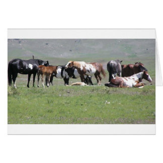 card - Pinto Herd, South Dakota