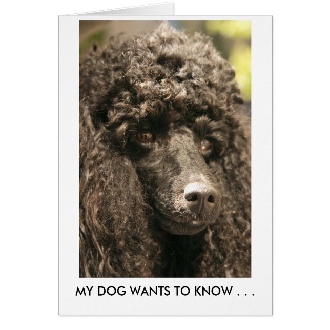Card, Poodle, MY DOG WANTS TO KNOW . . . (Front)