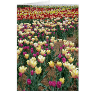card - Rows of Multi-Coloured Tulips