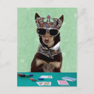 Card Shark King