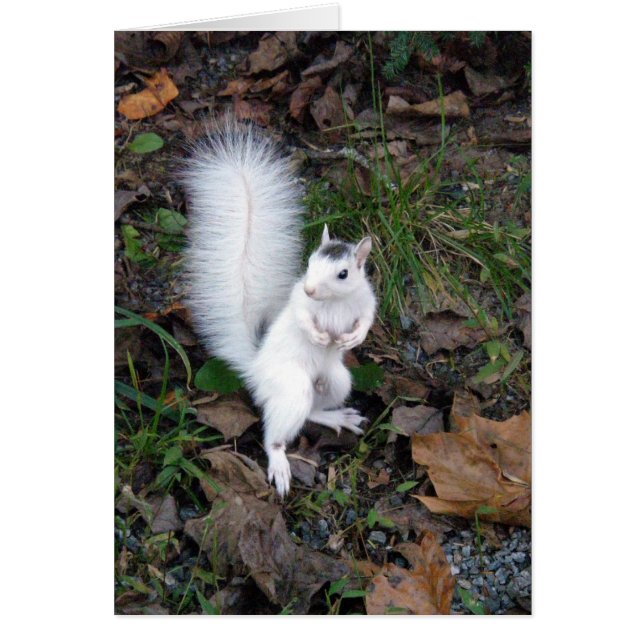 card - White Squirrel (Front)
