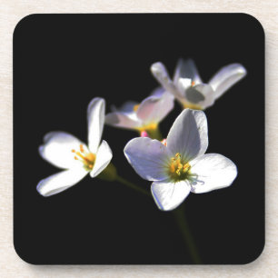 Cardamine Pratensis Flowers coastercna Coaster
