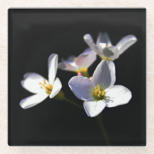 Cardamine Pratensis Flowers coastercnm Glass Coaster