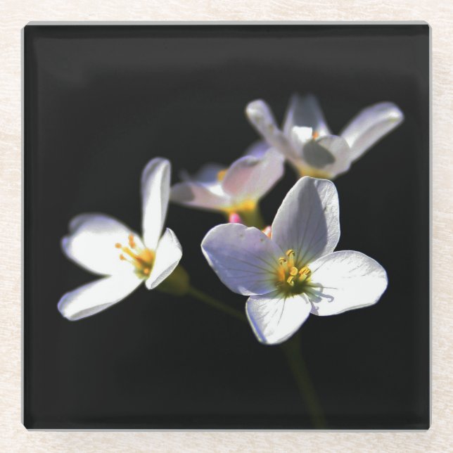 Cardamine Pratensis Flowers coastercnm Glass Coaster (Front)