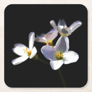 Cardamine Pratensis Flowers coastercnm Square Paper Coaster