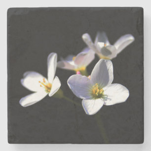 Cardamine Pratensis Flowers coastercnm Stone Coaster
