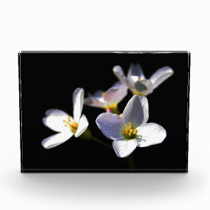 Cardamine Pratensis Flowers pba Photo Block