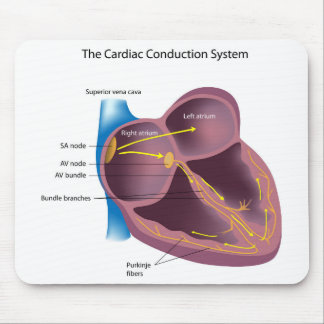 Cardiac Conduction System Mousepad