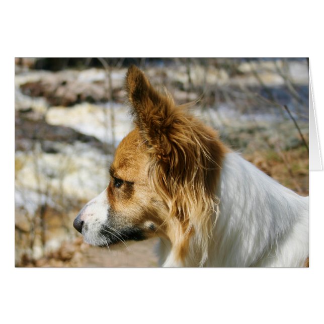 Cardigan Welsh Corgi (Front Horizontal)