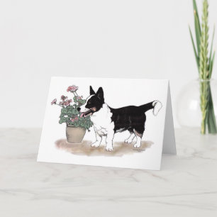 Cardigan Welsh Corgi Notecard ~ Tricolor
