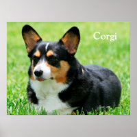 Cardigan Welsh Corgi
