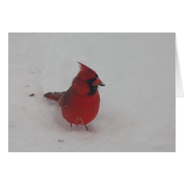 Cardinal (Front Horizontal)