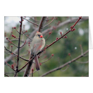 Cardinal 4539 Blank Card