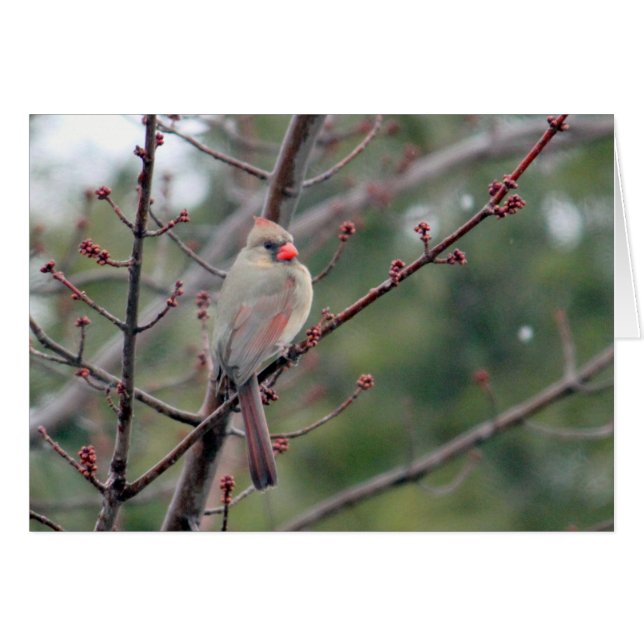 Cardinal 4539 Blank Card (Front Horizontal)