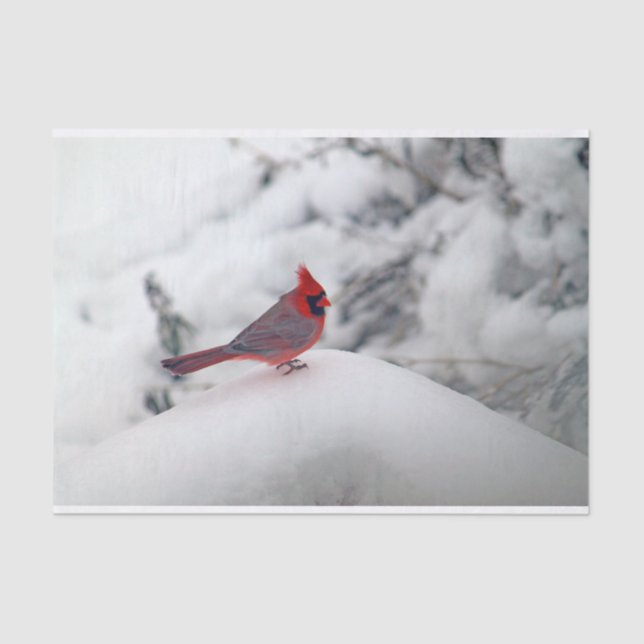 Cardinal 6239 Tissue Paper (Front)