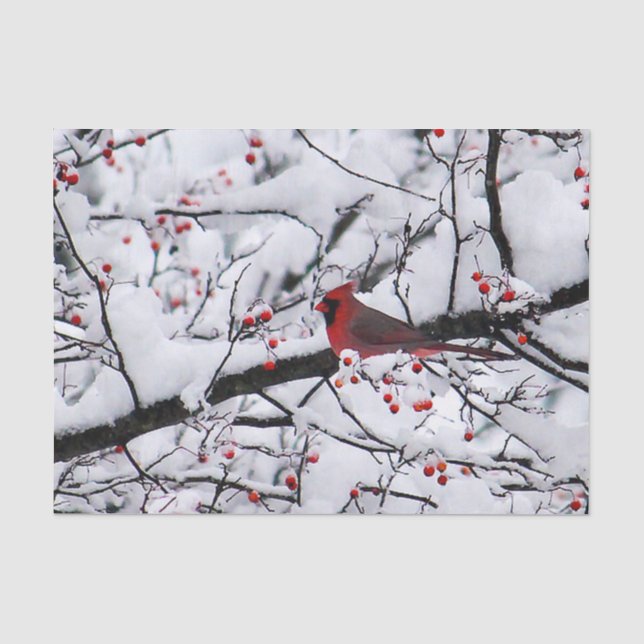 Cardinal 6254 Tissue Paper (Front)