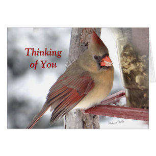 Cardinal 6649 TofY - customise