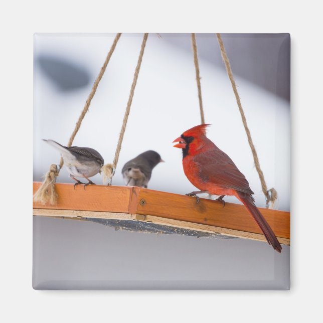 Cardinal and Juncos Magnet (Front)