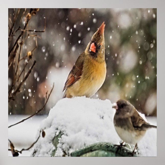 Cardinal And Sparrow In The Snow Poster (Front)
