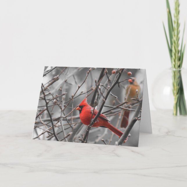 Cardinal bird, card (Front)