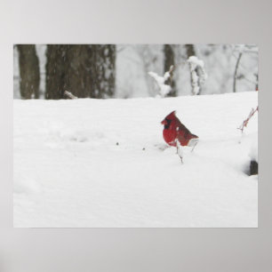 Cardinal Bird in the Winter Snow Photo Poster