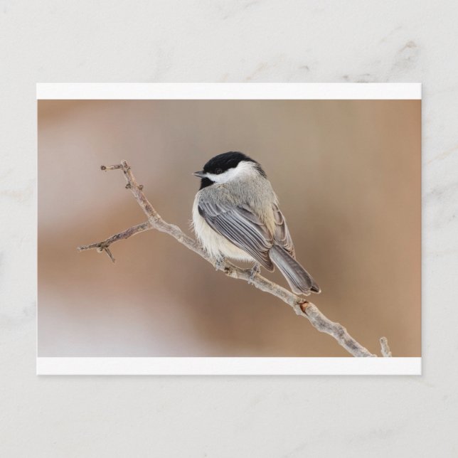 Cardinal Bird in Winter Holiday Postcard (Front)