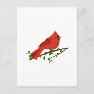 Cardinal Bird Postcard