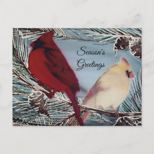 Cardinal Birds Season's Greetings Postcard
