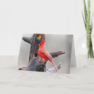 Cardinal Blank Greeting Card