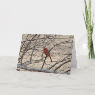 Cardinal/Blue Jay, Let Heaven and Nature Sing Holiday Card