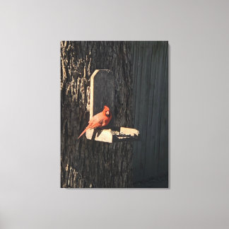 Cardinal Canvas Print