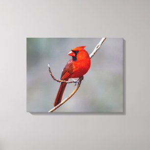 Cardinal Canvas Print