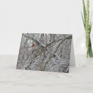 Cardinal Card