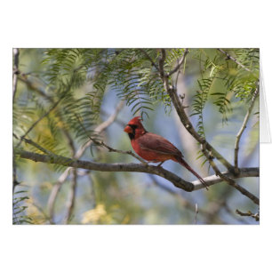 Cardinal Card