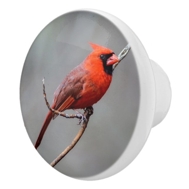 Cardinal Ceramic Knob (Right)