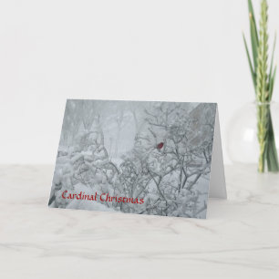 Cardinal Christmas Holiday Card