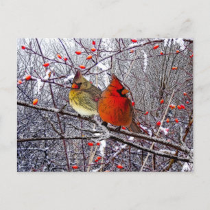 Cardinal Christmas Postcard