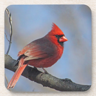 Cardinal Coaster