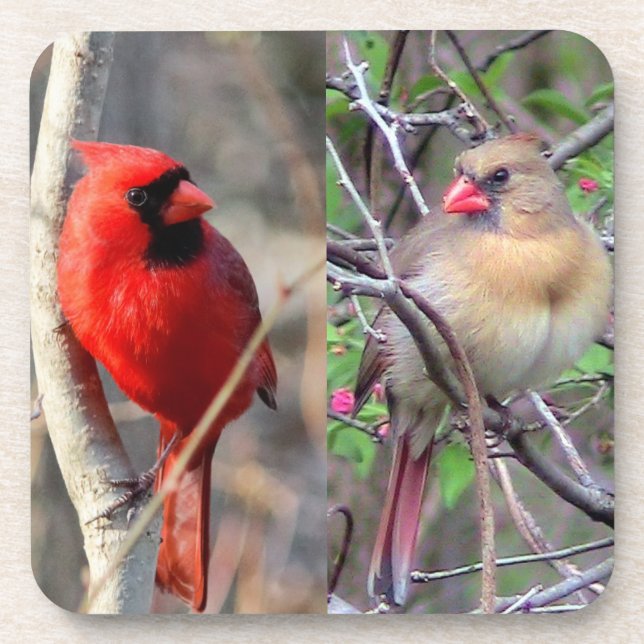 Cardinal Couple Coaster (Front)