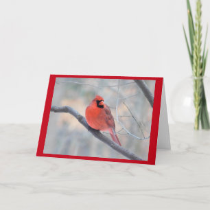 Cardinal Creek Greeting Card