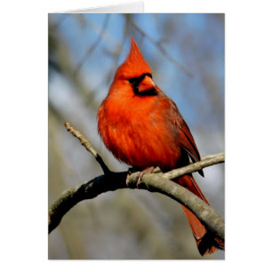 Cardinal Crest Card