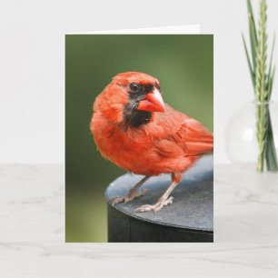 Cardinal Cutie Card