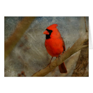 Cardinal Digital Art