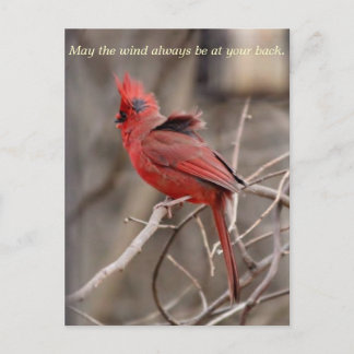 Cardinal Encouragment Postcard