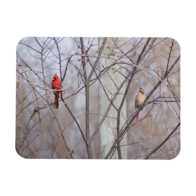 Cardinal family magnet (Horizontal)
