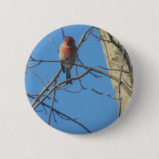 Cardinal Female/Bird 6 Cm Round Badge